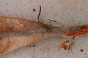 Ariamnes_colubrinus_D8007_Z_89_North Stradbroke island_Australie